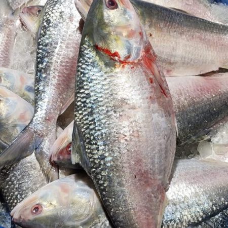 ৫ পিস (৮ কেজি)​