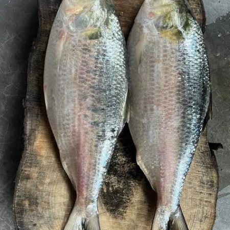 ২ পিস (৫ কেজি)