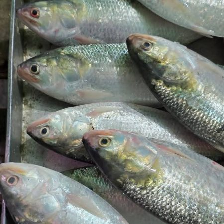 ৬ পিস (৫ কেজি)