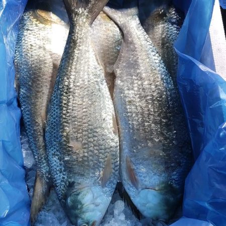 ৫ পিস (১০ কেজি)