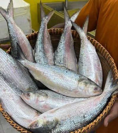 ৮ পিস (৫ কেজি)