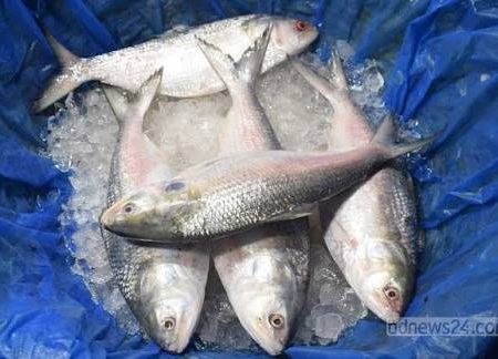 ৫ পিস (৫ কেজি)